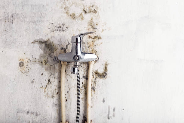 Best Fast Mold Removal  in Bloomingdale, FL