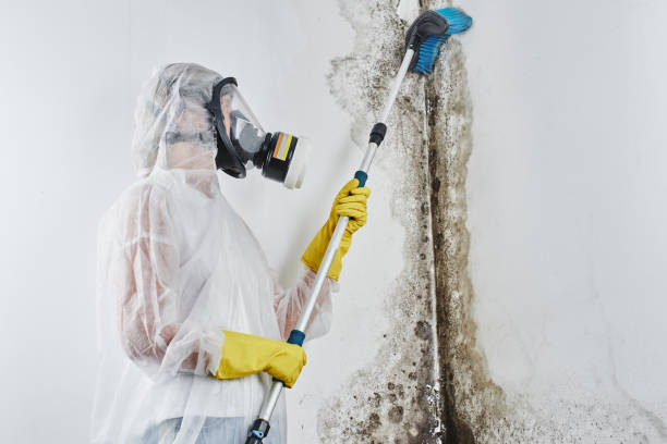 Mold Removal Process in Bloomingdale, FL