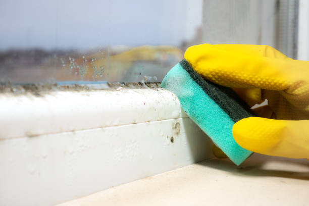 Best Residential Mold Removal  in Bloomingdale, FL