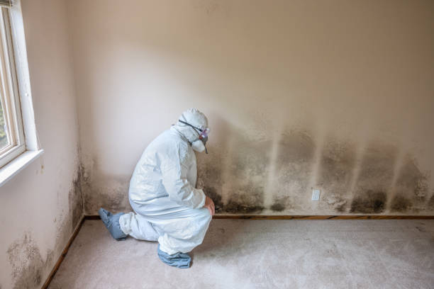 Best Mold Damage Repair  in Bloomingdale, FL