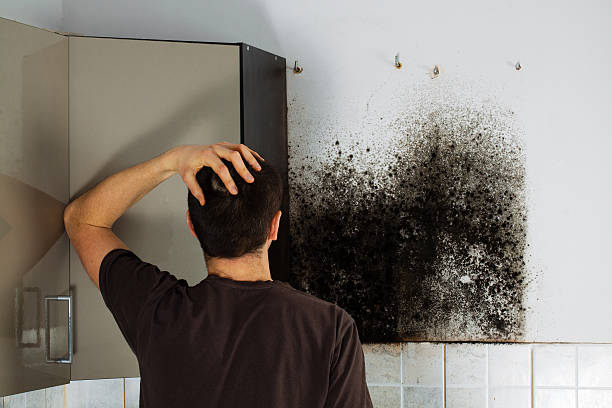 Home Mold Removal in Bloomingdale, FL